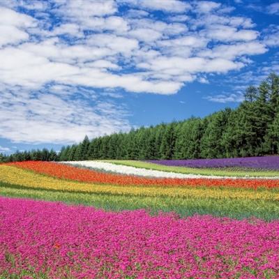 277破解游戏盒子下载